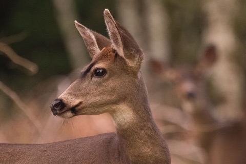 Deer