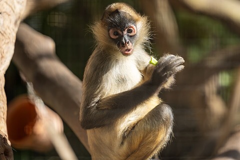 Monkey