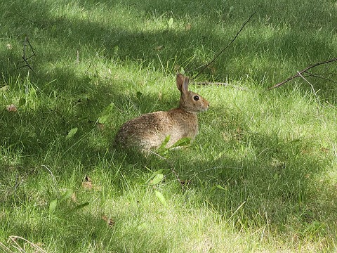 Rabbit