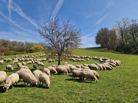 Sheep