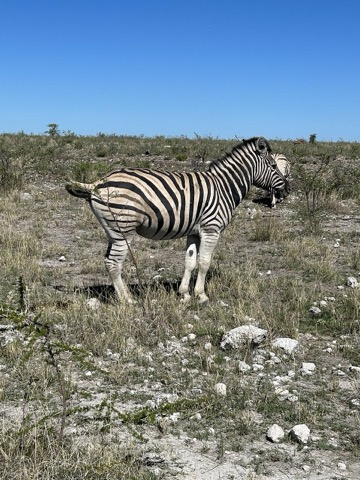Zebra